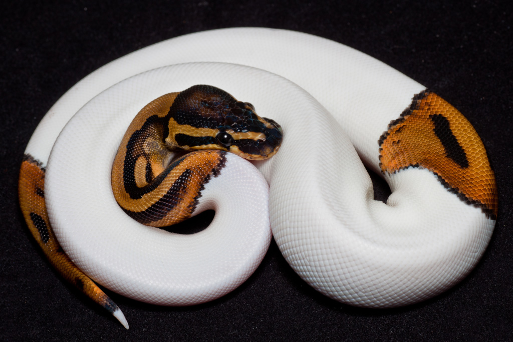 Snakes: Piebald Ball Python