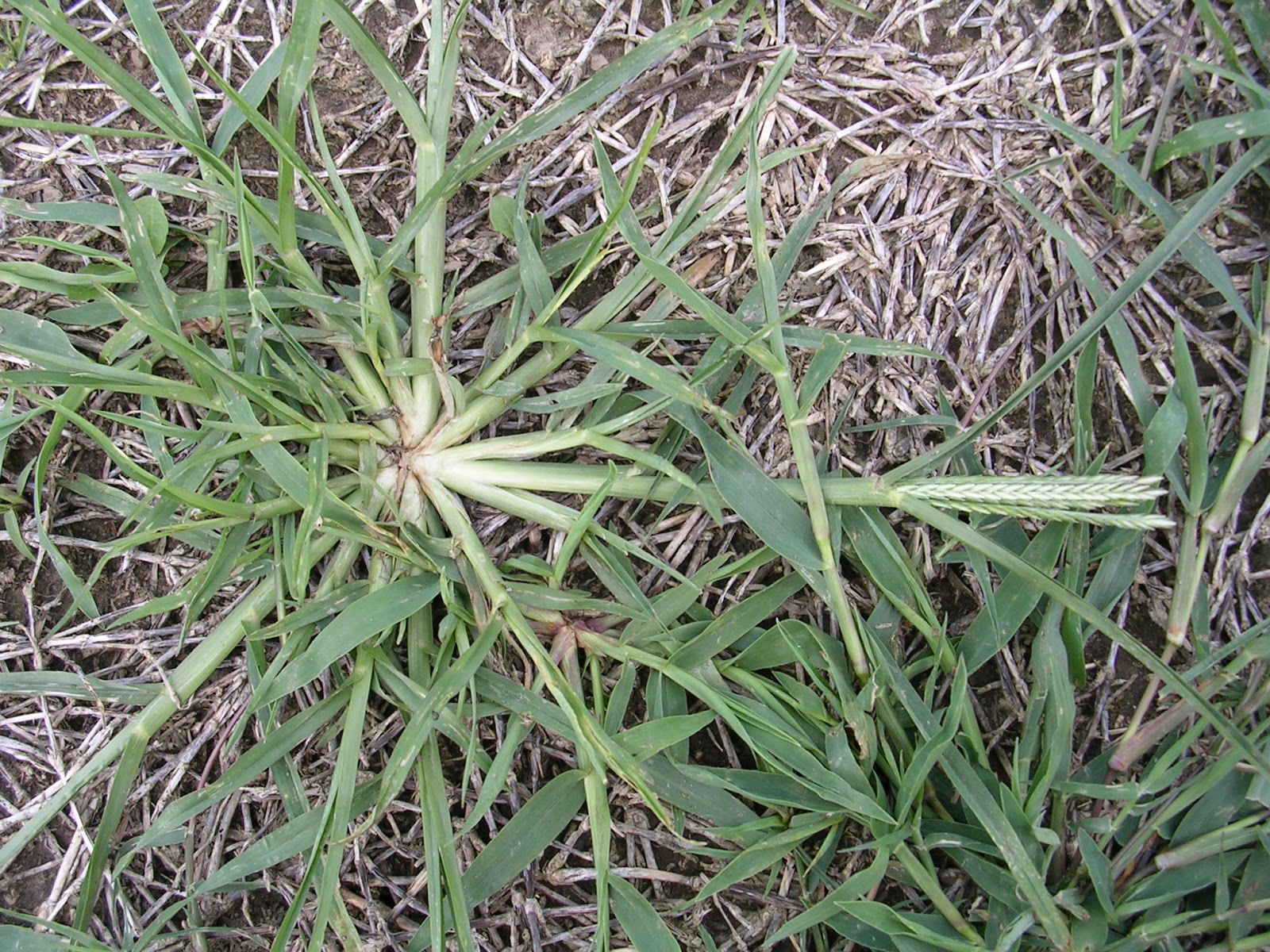 Purdue Turf Tips: Weed of the Month for July 2013 is Goosegrass Best Grass Seed For Central Indiana