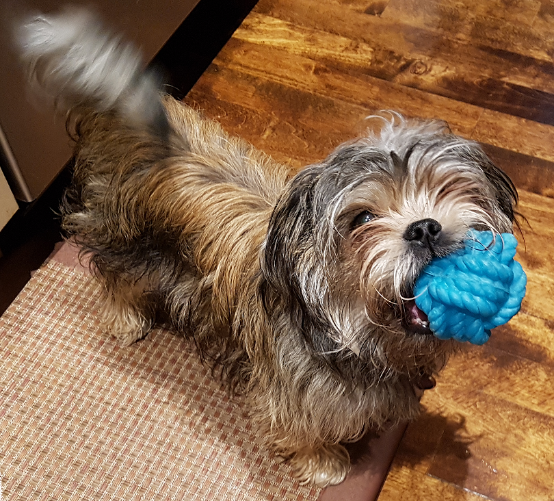 you-think-your-dog-is-cute-dammit-karen