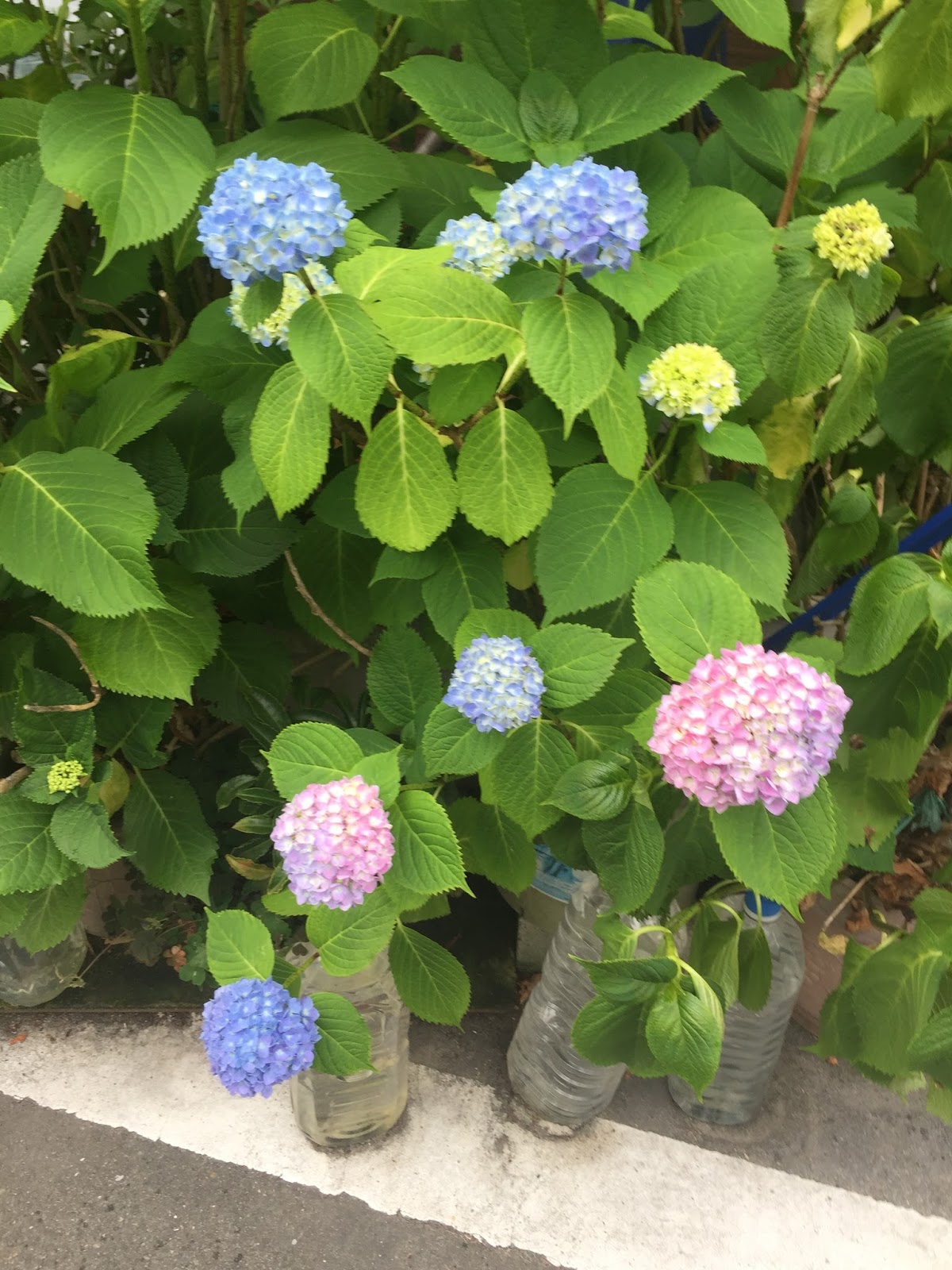 Hydrangea How To Plant Grow And Care For Hydrangeas