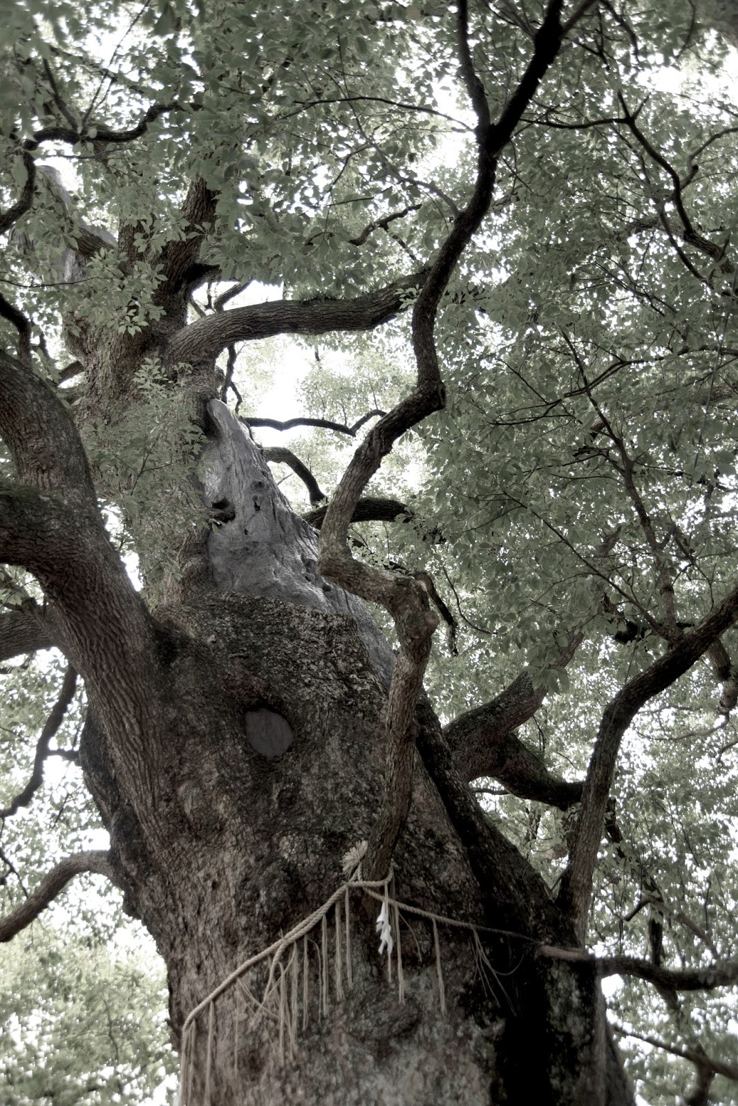 Hiroshima Mon Amour: N A G A S A K I : another beautiful city utterly ...
