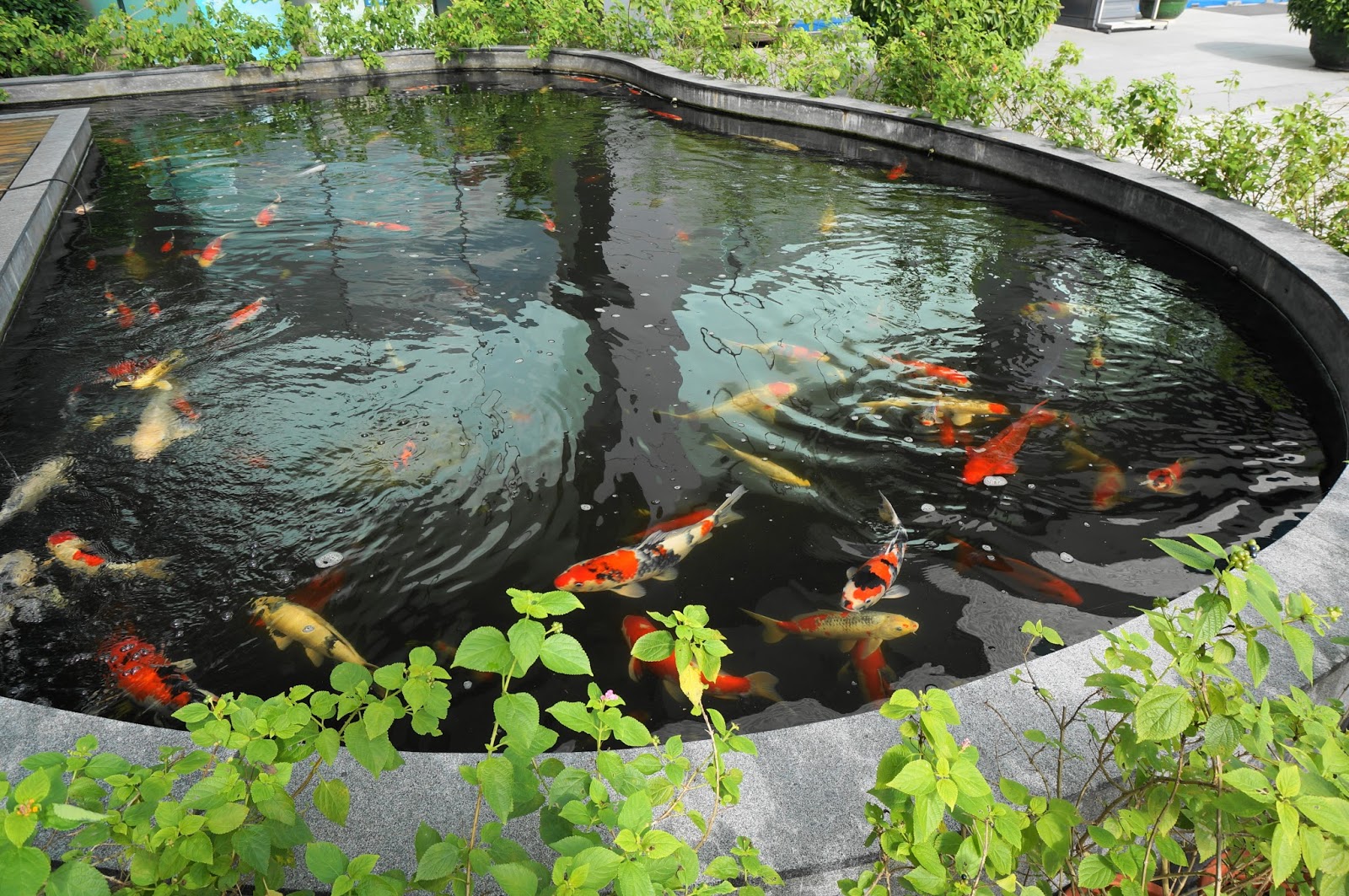 circular-koi-pond