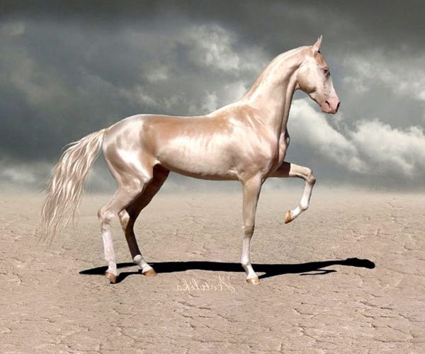 akhal-teke-cheval-brillant-600x500.jpg