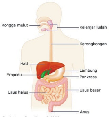 Organ penyusun sistem pernapasan pada manusia