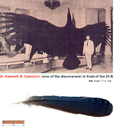 magnificens bird argentavis human comparison argentina sanctuary silhouette above shows