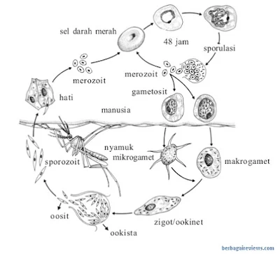 Pembelahan ganda pada plamodium malariae - berbagaireviews.com