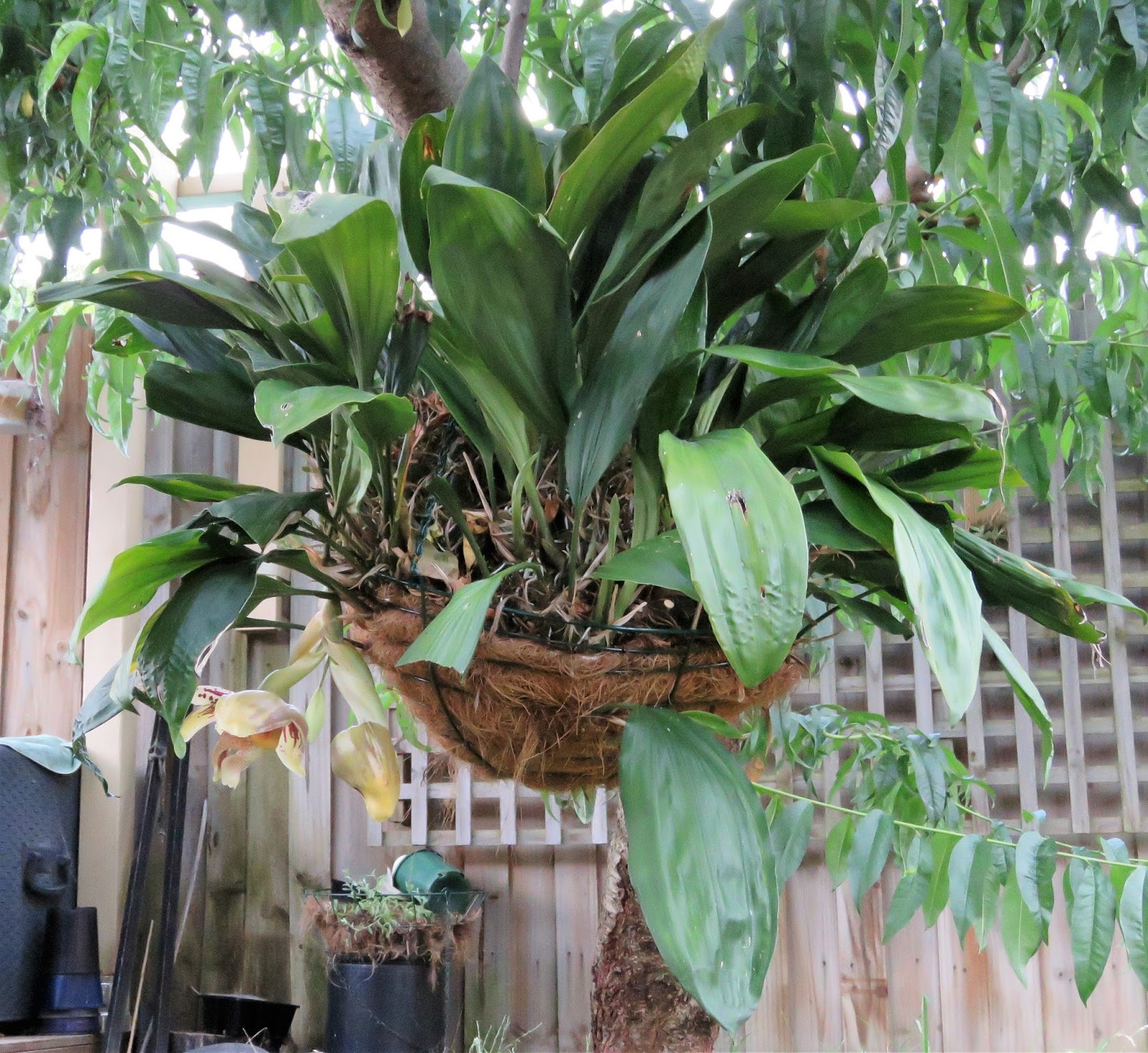 Popping out to see the upside down orchid