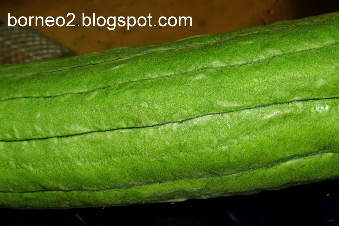 Borneo Island, Awaken To A Different World Sponge Gourd