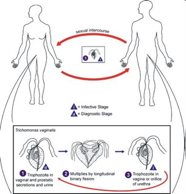 A Trichomonas eltűnik a férfiaknál a májpelyhesség fejlődése a zigótától kezdve