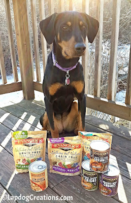 Penny Thinks Evanger's is Delicious - #Evangers #DogFood #DogTreats #LapdogCreations ©LapdogCreations