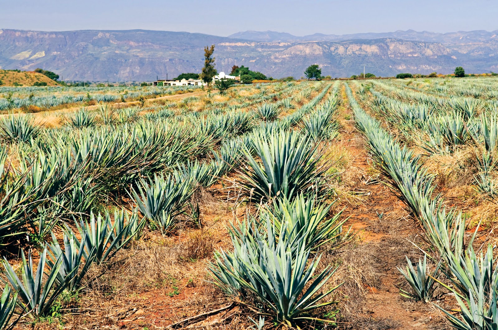 Liquor Digest Agave Spirits Tequila or Mezcal, it’s a growth market