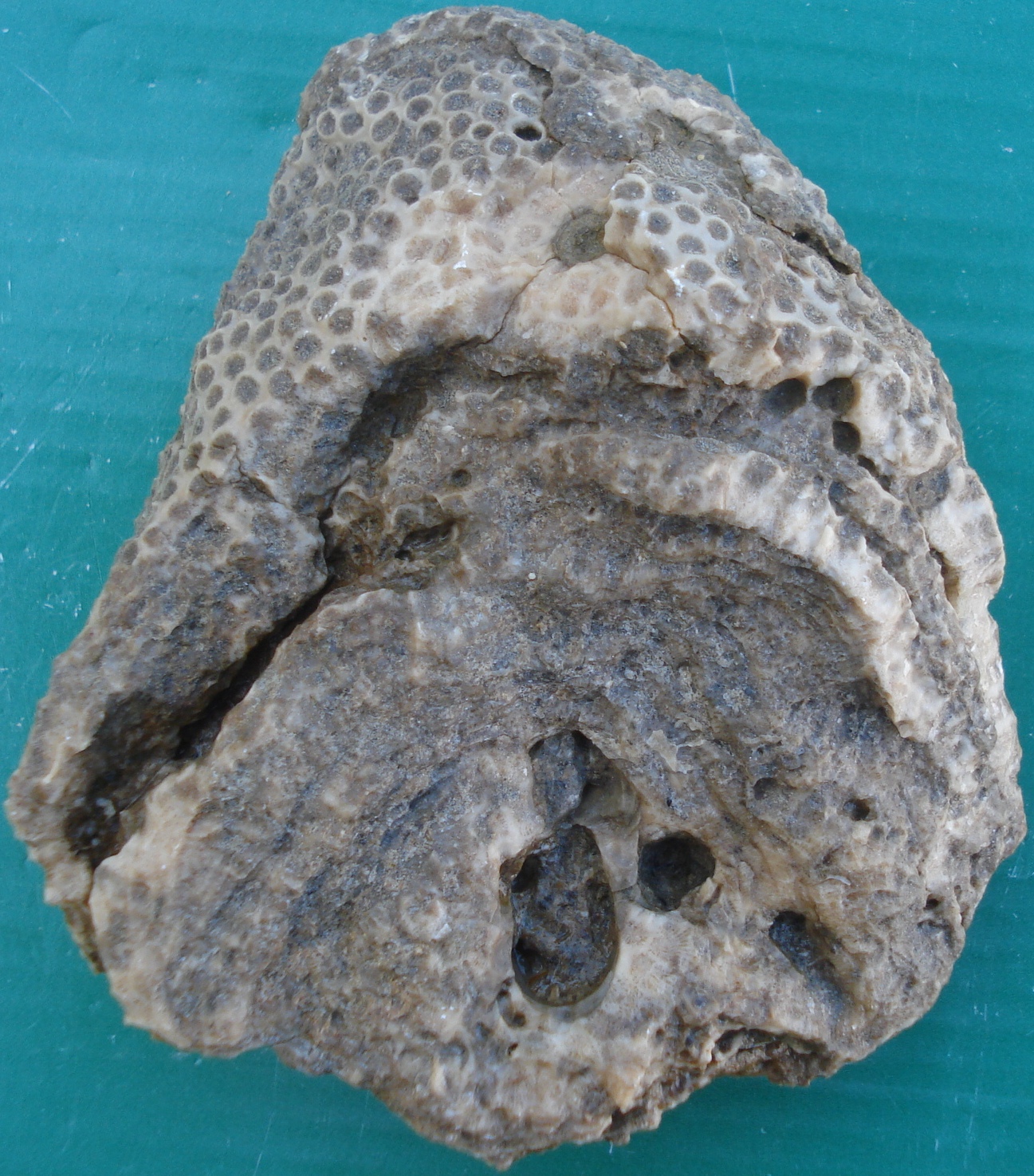 Fossil corals: Fossil corals: New pieces(3)...