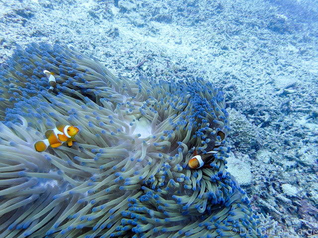 Coral Seafan - Gili Meno - Bali Lombok