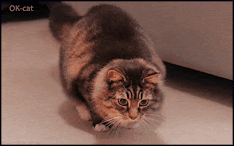 Art Cat GIF • Cinemagraph • Cat butt that cant stop wiggling funny cat ready to pounce soon very soon