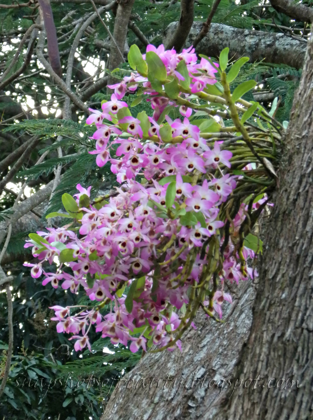 Snapshots of Beauty THE ORCHID TREE UP THE ROAD...