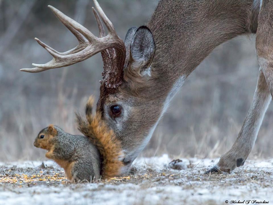 A Dixie Lady Deer Hunter A Squirrel With Bucks