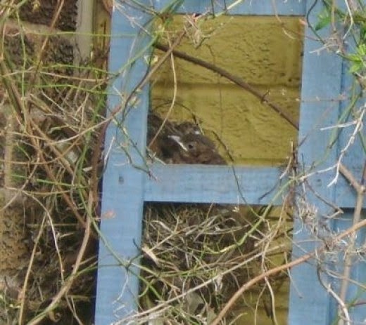 Blackbird chicks in nest