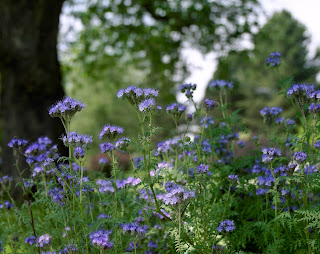 Der Museumsblog Gründüngung