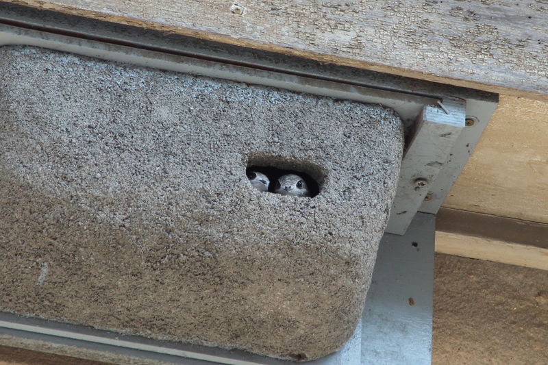 Why Common Swifts are no longer common |The Green Bard