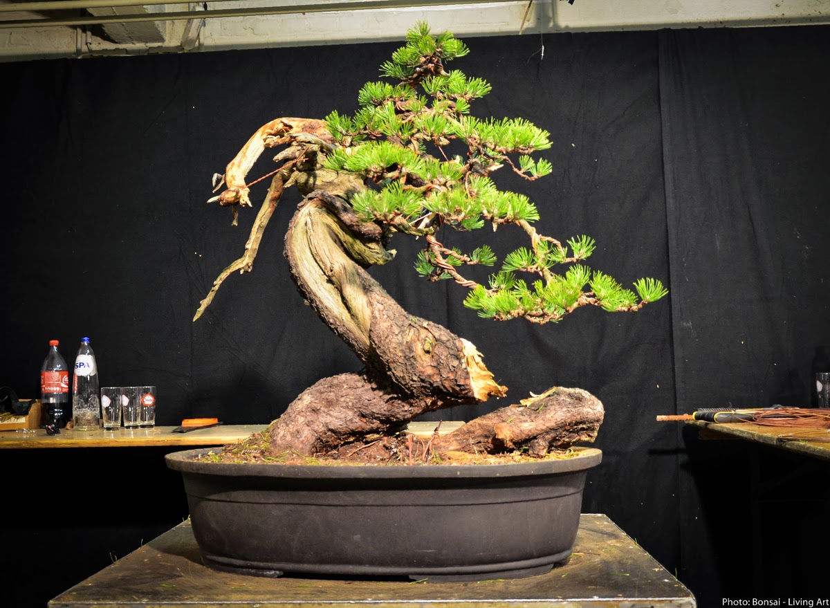 Bonsai Living Art Noelanders Trophy 2014 Demo Nr.2 by Sandro Segneri