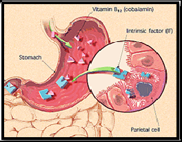 Sintomas vitamina b12 elevada