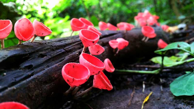 เห็ดแชมเปญ หรือ เห็ดถ้วยชมพู Tarzetta  Rosea ( Rea)  Dennis เห็ดแชมเปญ หรือ เห็ดถ้วยชมพู Tarzetta  Rosea ( Rea)  Dennis