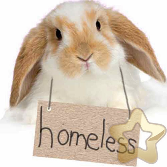 SpeedwellStar Blog: Rabbit Keeping & How to Build a Rabbit Hutch