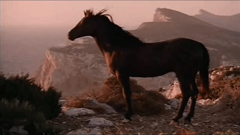 A Blessed Day: Horse in the Wind GIF