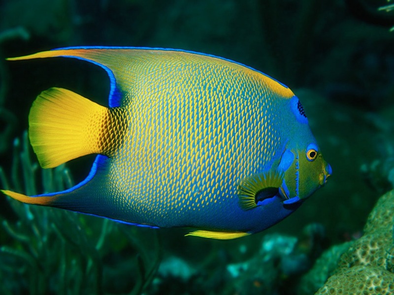 Avenger blog Angelfish