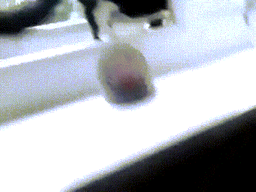 cOFBJ3t.gif