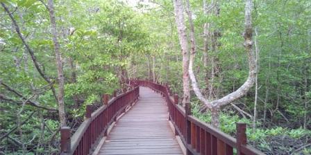 Taman Mangrove Destinasi wisata Baru Yang Menarik di Sukadana KKU Taman Mangrove Destinasi wisata Baru Yang Menarik di Sukadana KKU