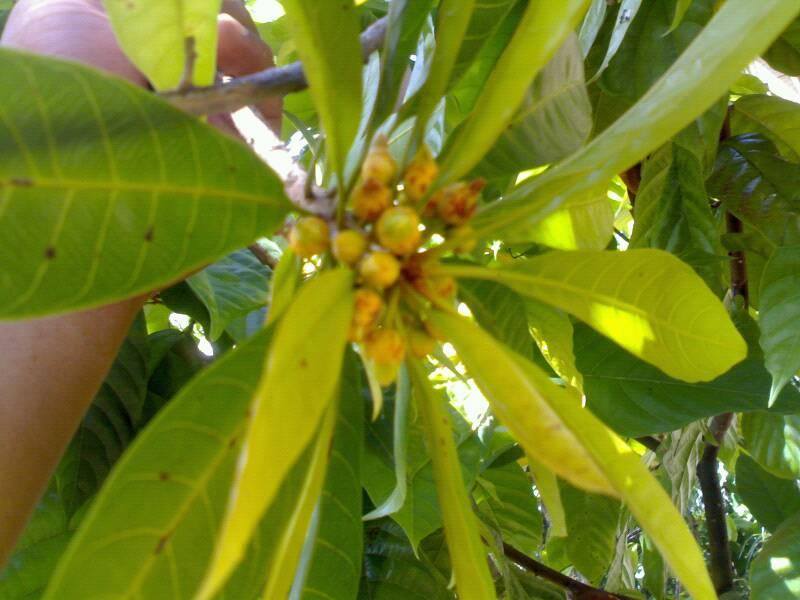 Cara Menanam &amp; Gambar Pohon Buah Jigong / Sawo Belanda / Alkesah