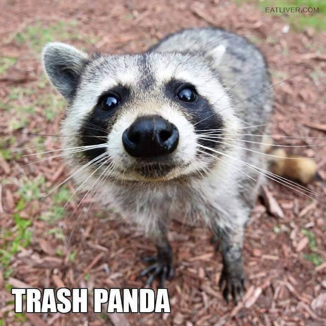 Gospel Messenger Trash Panda