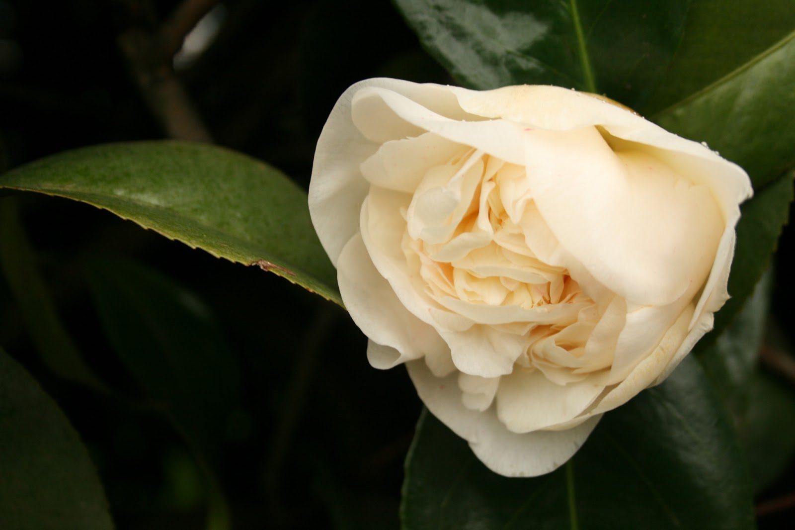 Delights of the Heart Camillia Japonica vs. Sinensis