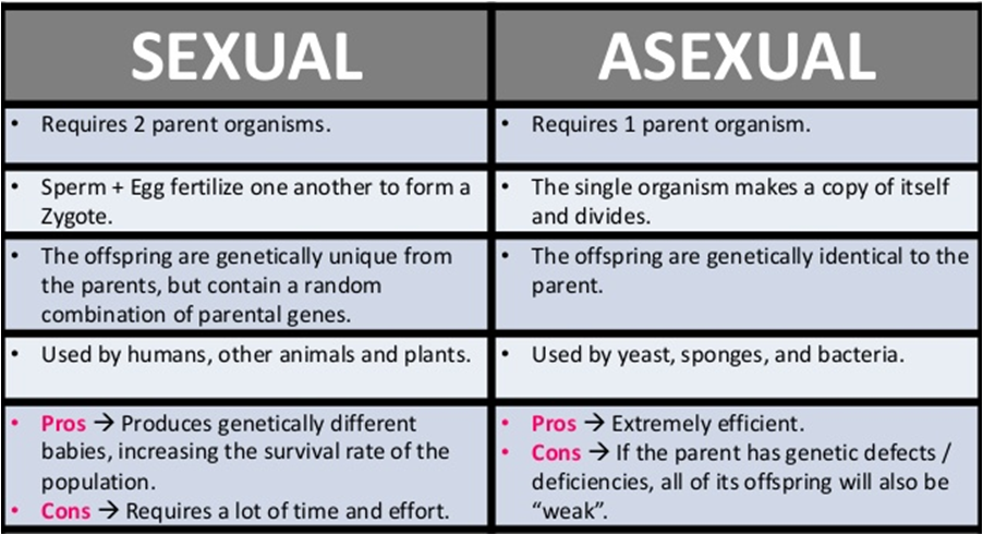 Biology And Geology 1º Eso Comparison Of Asexual And Sexual Reproduction 