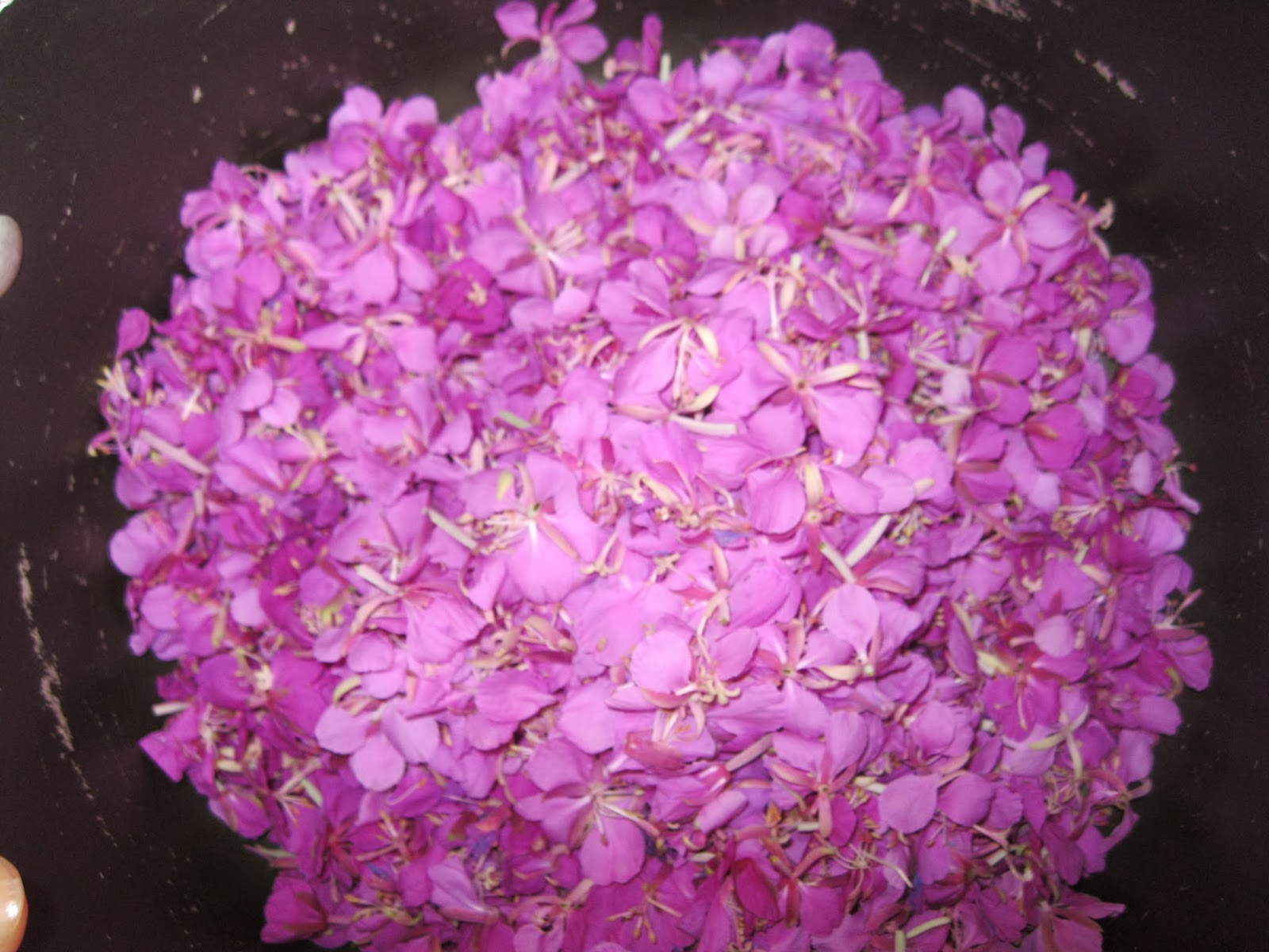 Simply Chickadees Fireweed Jelly & Nasturtium Jelly Recipe