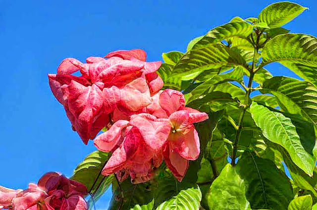 plants, flowers, mussaenda