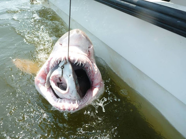 Tubarão pego em anzol é engolido por outro maior
