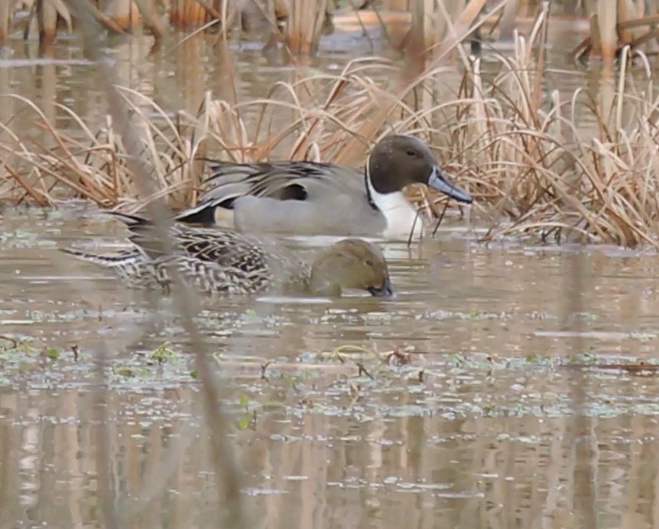 Capital Naturalist by Alonso Abugattas: Northern Pintail