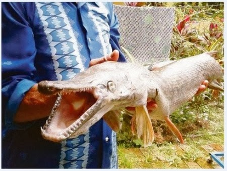 Gempar! Warga Malaysia jumpa ikan mulut buaya
