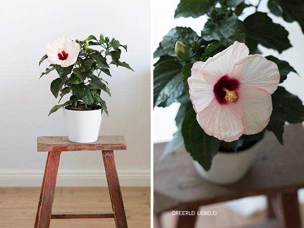 Dreierlei Liebelei Wie bekommt man einen grünen Daumen? {Am Beispiel