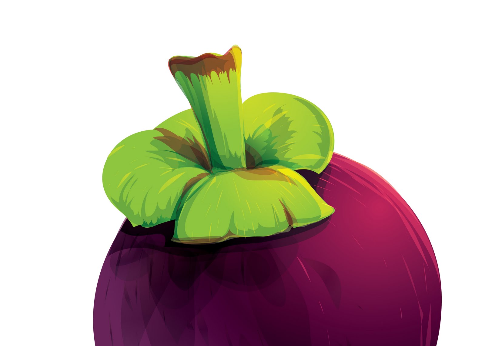 MANGOSTEEN IN VECTOR ART Neutralart Graphic Design