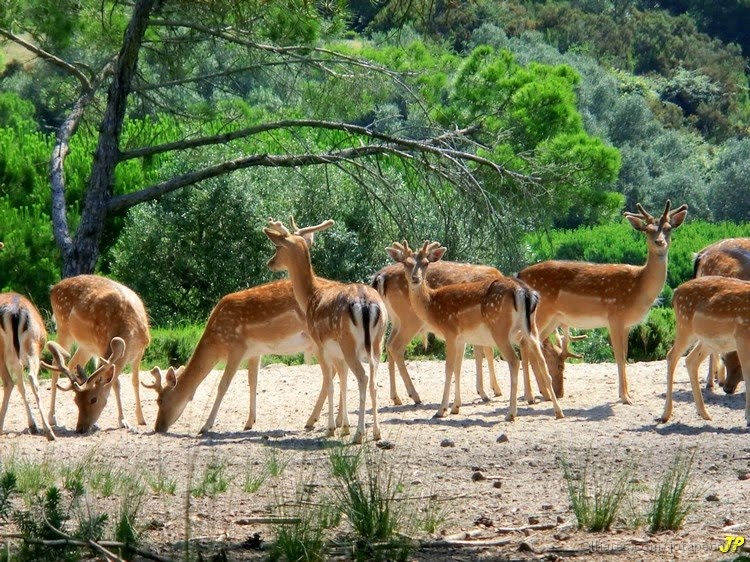 Natural park at Mafra, Silver Coast, Portugal