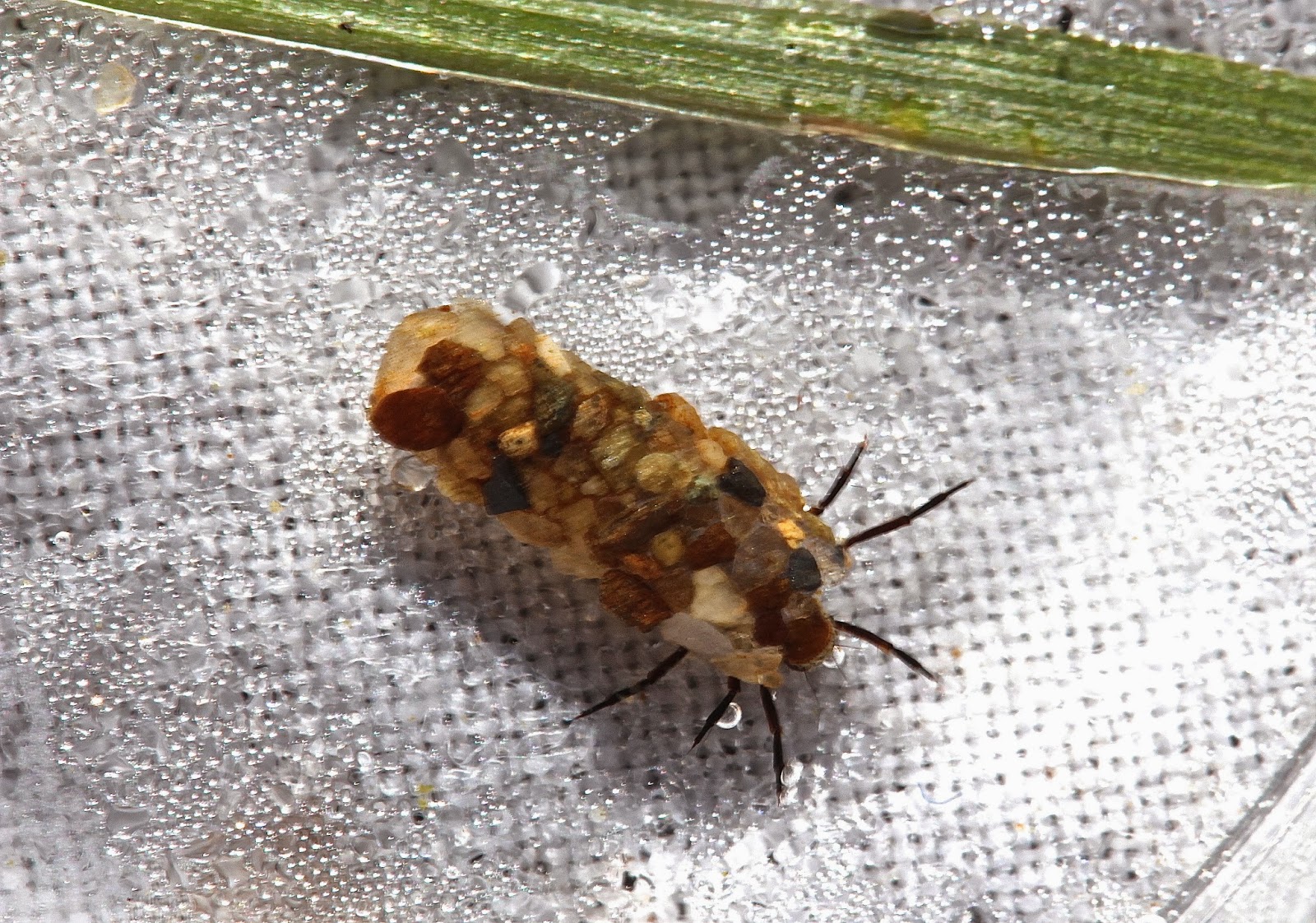 Aquatic Insects of Central Virginia: Winter stoneflies on a cold winter ...