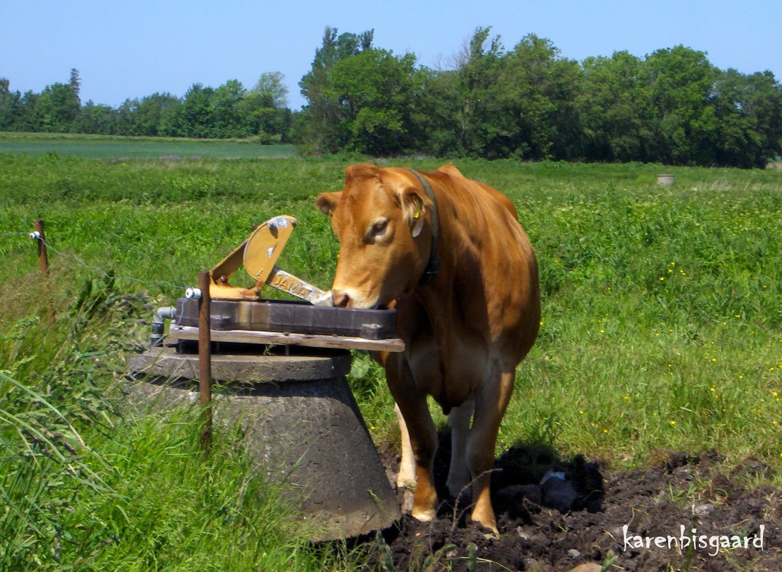 Karen`s Nature Photography Thirsty Cattle drinking Water.