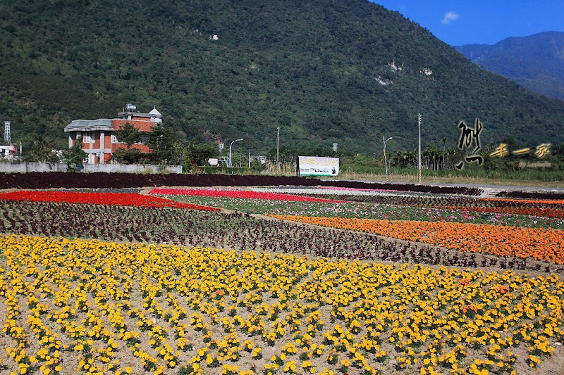 彩虹花海
