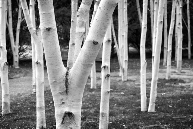 Black and white photography at Anglesey Abbey by Martyn Ferry Photography