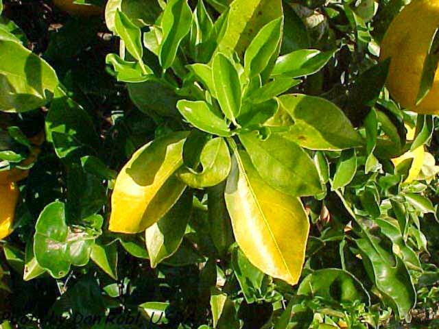 yellowing leaves on a orange tree due to nitrogen deficiency