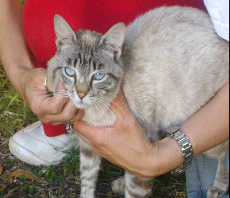 Macchie Nere Sulle Gengive Del Gatto