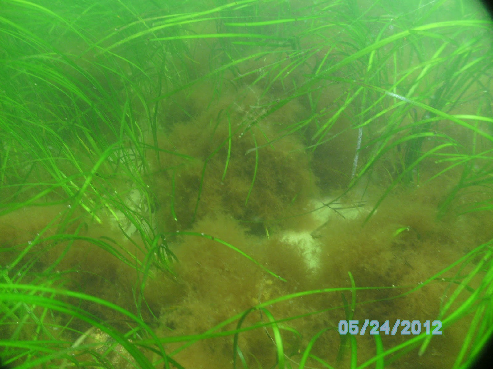 SeagrassSoundings Drifting mats of red algae